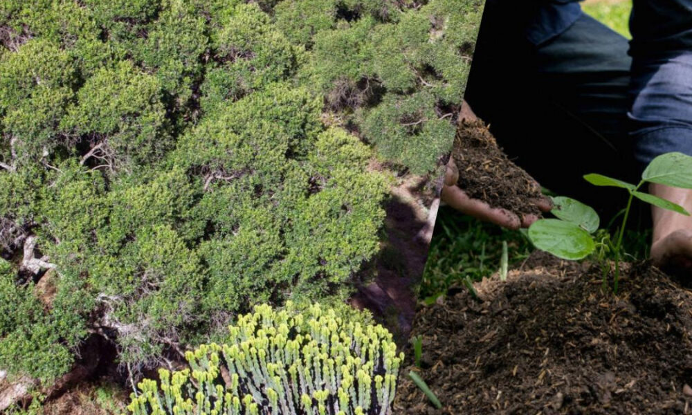 Split image: left side dense shrubs and groundcover, right side hands planting a young seedling in soil