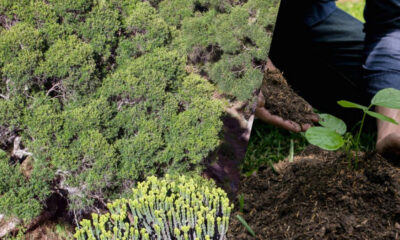 Split image: left side dense shrubs and groundcover, right side hands planting a young seedling in soil