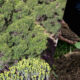 Split image: left side dense shrubs and groundcover, right side hands planting a young seedling in soil