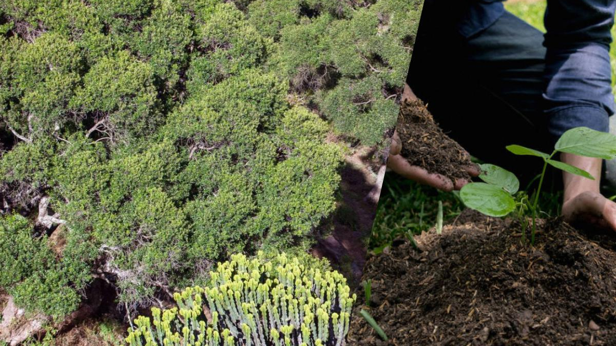 Split image: left side dense shrubs and groundcover, right side hands planting a young seedling in soil