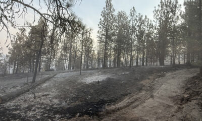 Charred hillside with standing pine trees after a wildfire; blackened soil and smoke in the distance.