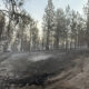Charred hillside with standing pine trees after a wildfire; blackened soil and smoke in the distance.
