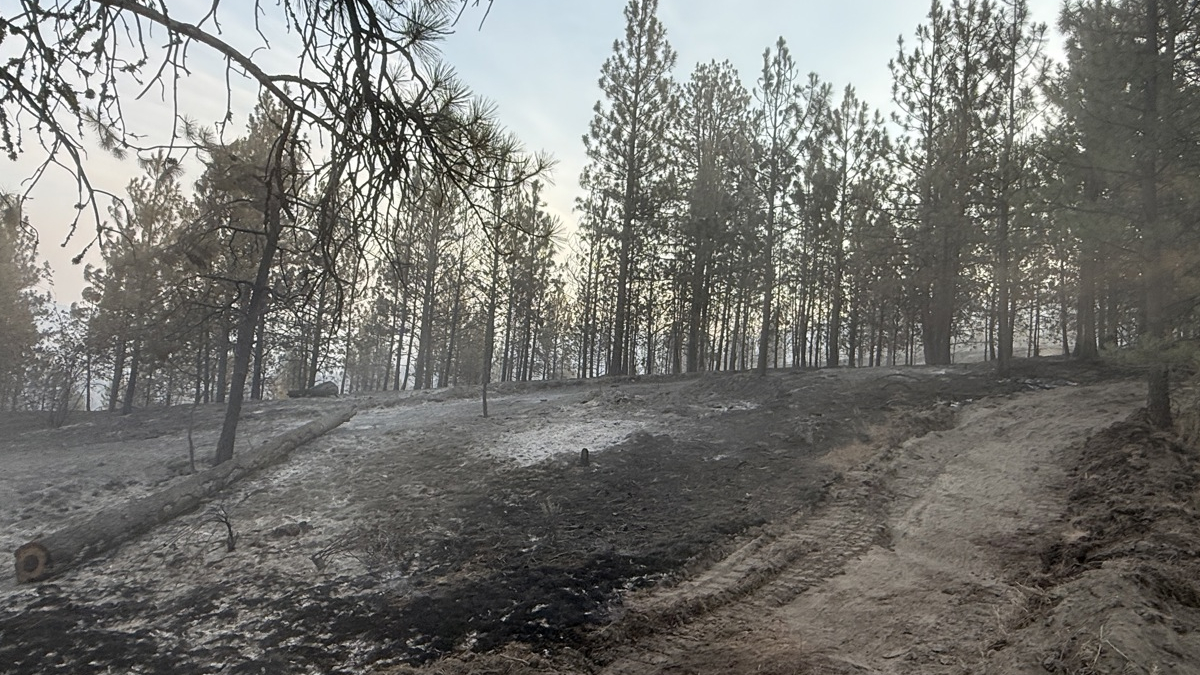 Charred hillside with standing pine trees after a wildfire; blackened soil and smoke in the distance.