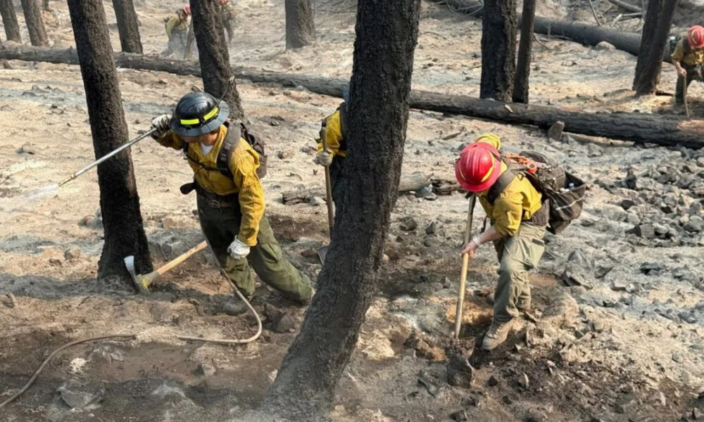 Firefighters in yellow gear and red helmet digging and watering in a charred, smoke-filled forest after a wildfire.