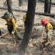 Firefighters in yellow gear and red helmet digging and watering in a charred, smoke-filled forest after a wildfire.