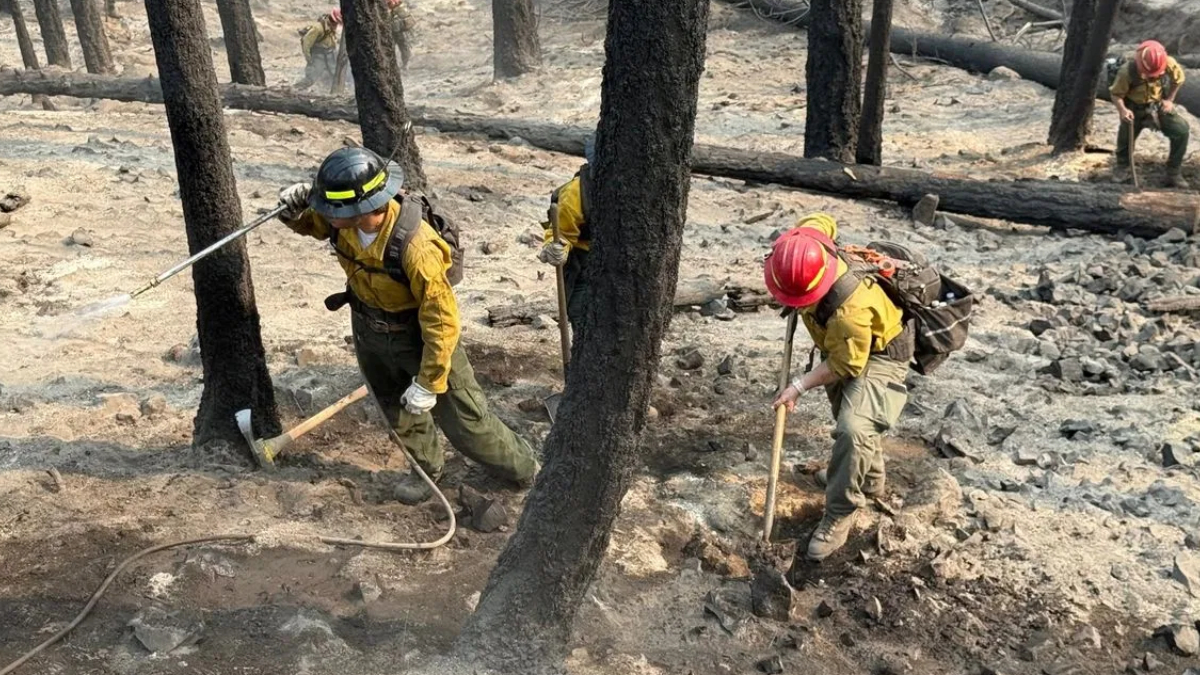 Firefighters in yellow gear and red helmet digging and watering in a charred, smoke-filled forest after a wildfire.