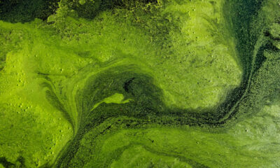 Aerial view of vivid green algae bloom forming swirling patterns in water, with darker channels running through it.
