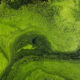 Aerial view of vivid green algae bloom forming swirling patterns in water, with darker channels running through it.