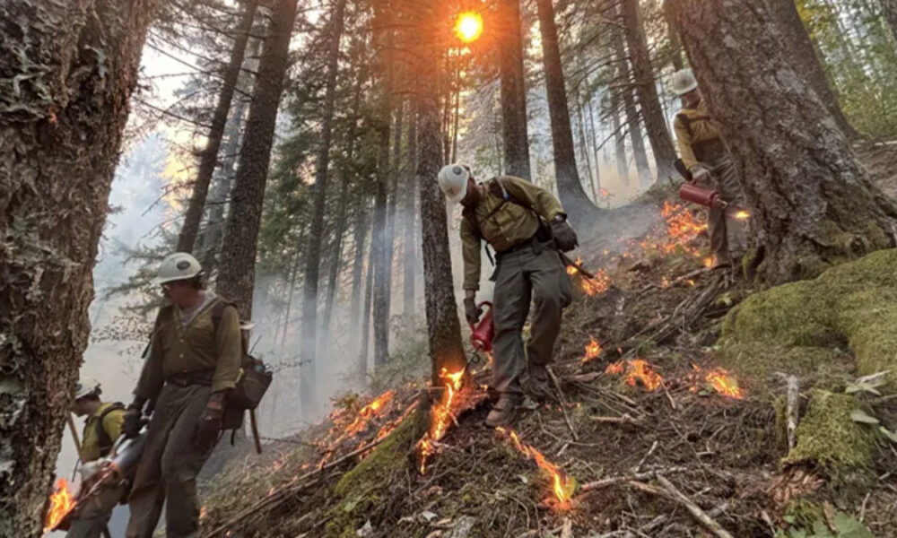 Forest firefighters in khaki gear and white helmets working on a smoky slope, using torches to start a backburn amid flames and pine trees.