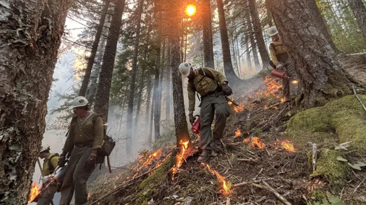 Forest firefighters in khaki gear and white helmets working on a smoky slope, using torches to start a backburn amid flames and pine trees.