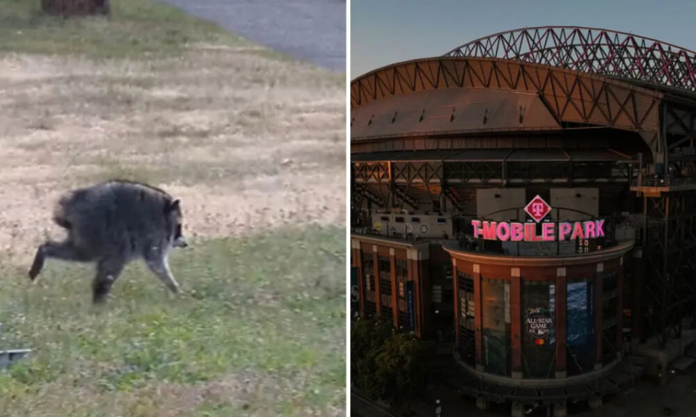 Left: wild boar running on a grassy, uneven field near water. Right: exterior of T-Mobile Park stadium with pink signage at dusk.