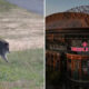 Left: wild boar running on a grassy, uneven field near water. Right: exterior of T-Mobile Park stadium with pink signage at dusk.