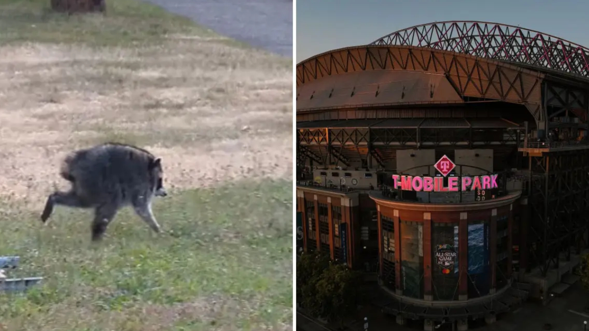 Left: wild boar running on a grassy, uneven field near water. Right: exterior of T-Mobile Park stadium with pink signage at dusk.