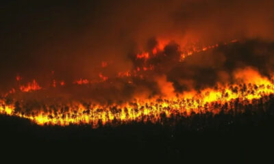 Forest hillside ablaze with wildfire at night, flames consuming trees and smoke filling the sky.