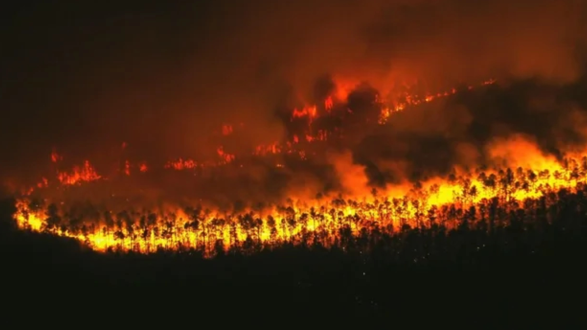 Forest hillside ablaze with wildfire at night, flames consuming trees and smoke filling the sky.