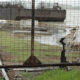 Person in a beige coat leans on a railing at a waterfront jetty, with a rusted pipe and barge in the background behind a chain-link fence.