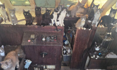 A crowded workshop with dozens of cats perched on wooden cabinets and a control panel, looking around curiously (dusty, cluttered space).] ,