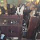 A crowded workshop with dozens of cats perched on wooden cabinets and a control panel, looking around curiously (dusty, cluttered space).] ,