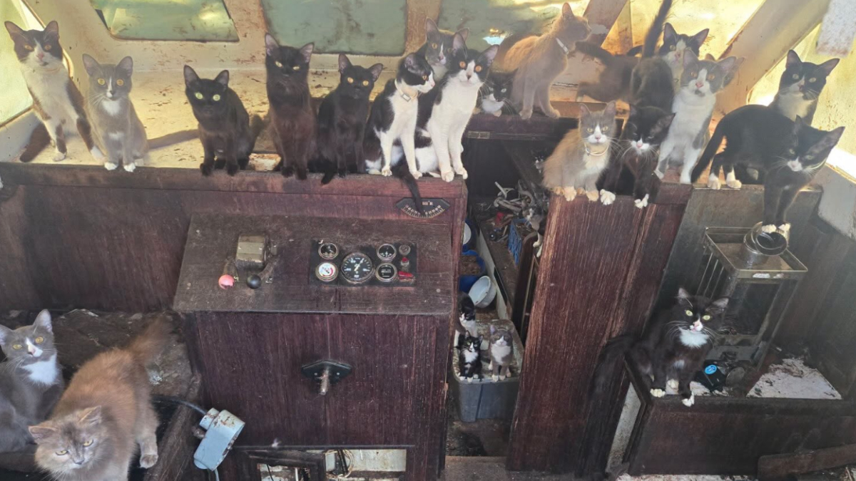 A crowded workshop with dozens of cats perched on wooden cabinets and a control panel, looking around curiously (dusty, cluttered space).] ,
