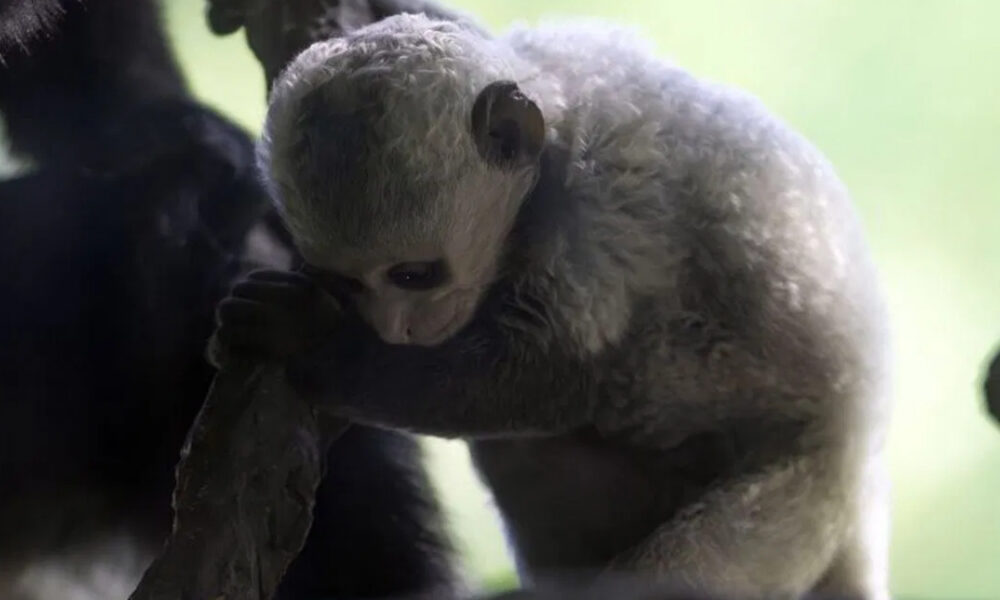 Young-gray baby monkey clings to an adult's arm, outdoors with a soft green background.
