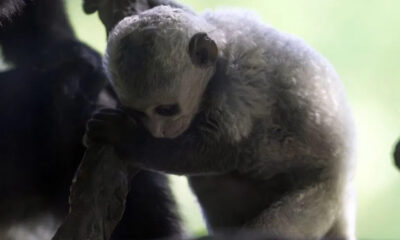 Young-gray baby monkey clings to an adult's arm, outdoors with a soft green background.