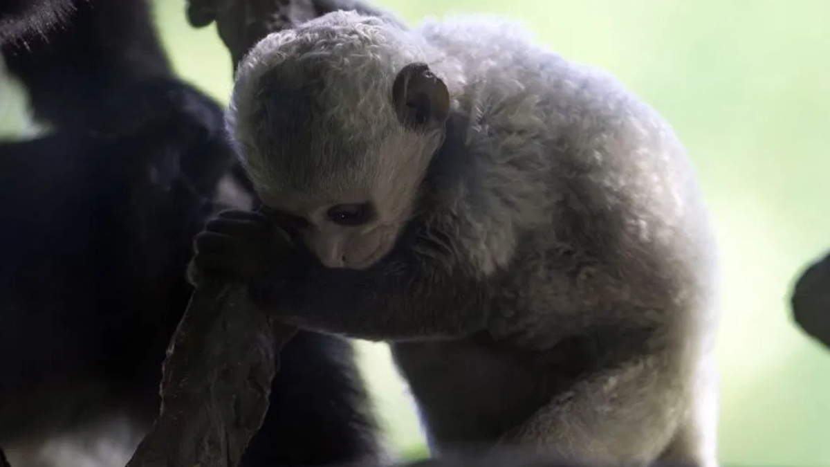 Young-gray baby monkey clings to an adult's arm, outdoors with a soft green background.