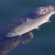 Large sturgeon gliding underwater near the surface, with its reflection below.