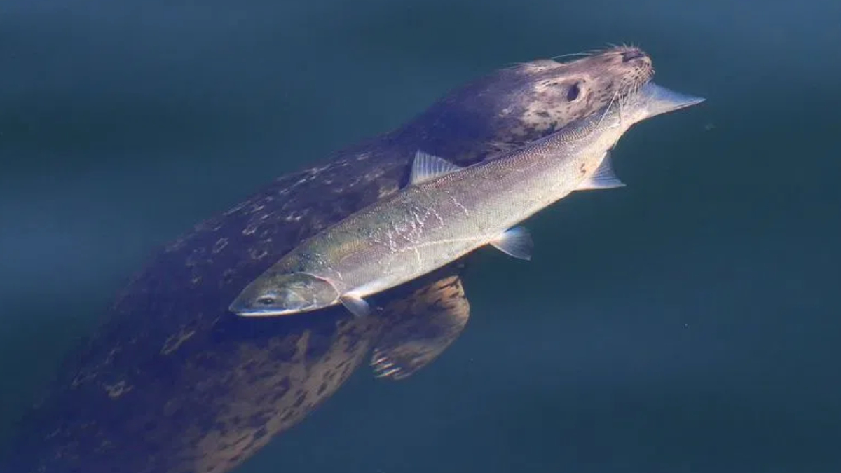 Large sturgeon gliding underwater near the surface, with its reflection below.