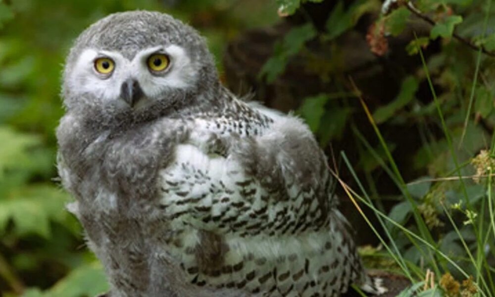 Juvenile owl with yellow eyes perched among green foliage.