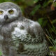 Juvenile owl with yellow eyes perched among green foliage.
