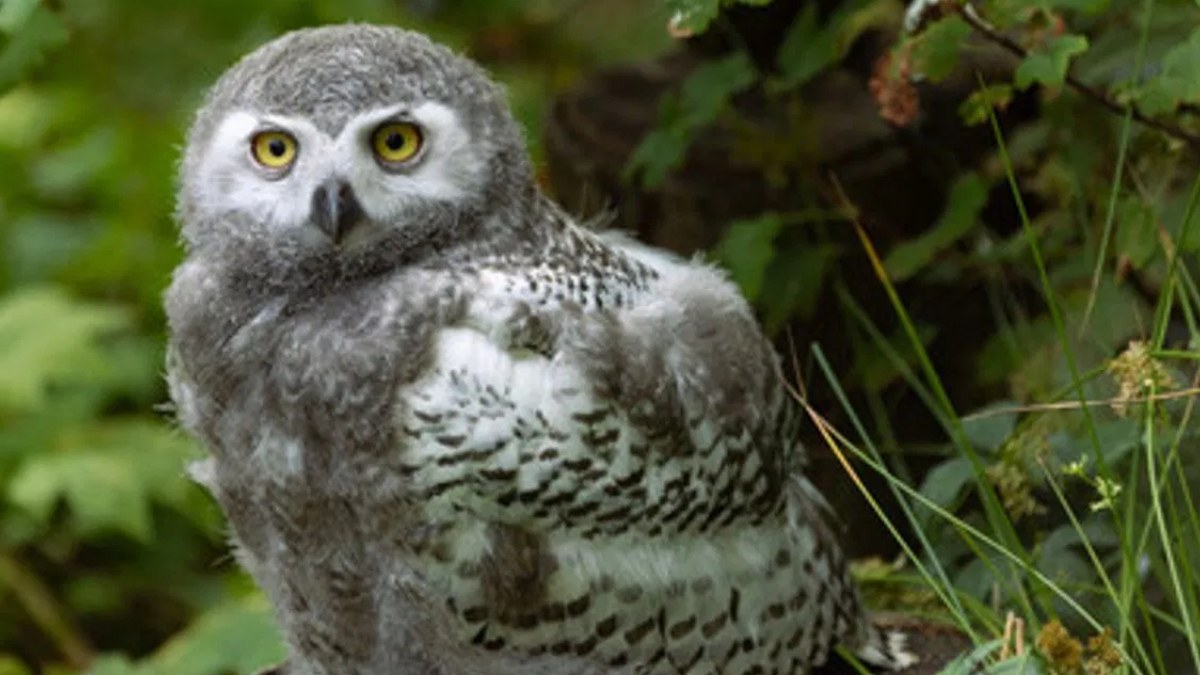 Juvenile owl with yellow eyes perched among green foliage.