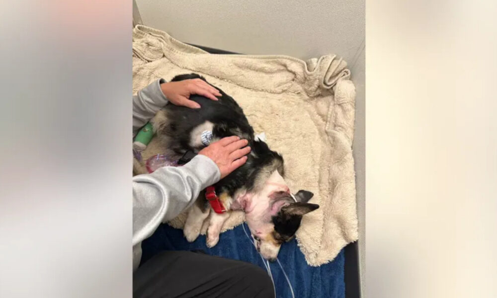 Small black-and-white dog lying on a beige blanket while a person pets its back.