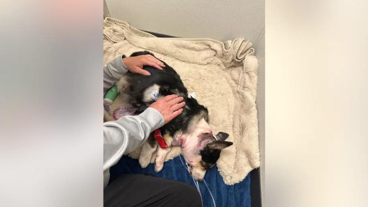 Small black-and-white dog lying on a beige blanket while a person pets its back.