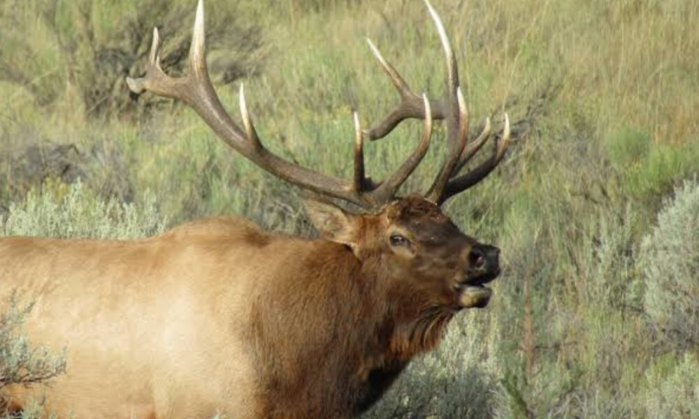 Male moose with large antlers in a grassy sagebrush landscape.