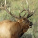 Male moose with large antlers in a grassy sagebrush landscape.