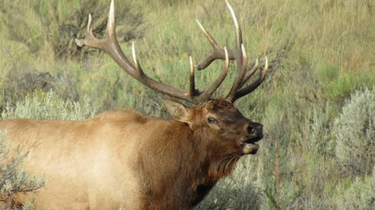 Male moose with large antlers in a grassy sagebrush landscape.