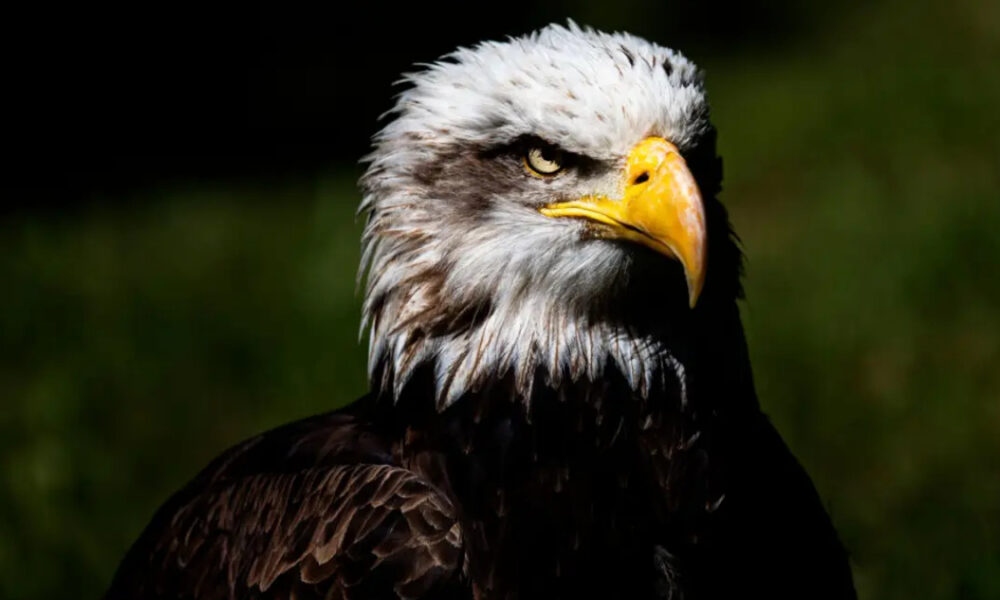 Close-up of a bald eagle's head with a yellow beak and piercing eye against a dark background.