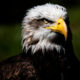 Close-up of a bald eagle's head with a yellow beak and piercing eye against a dark background.