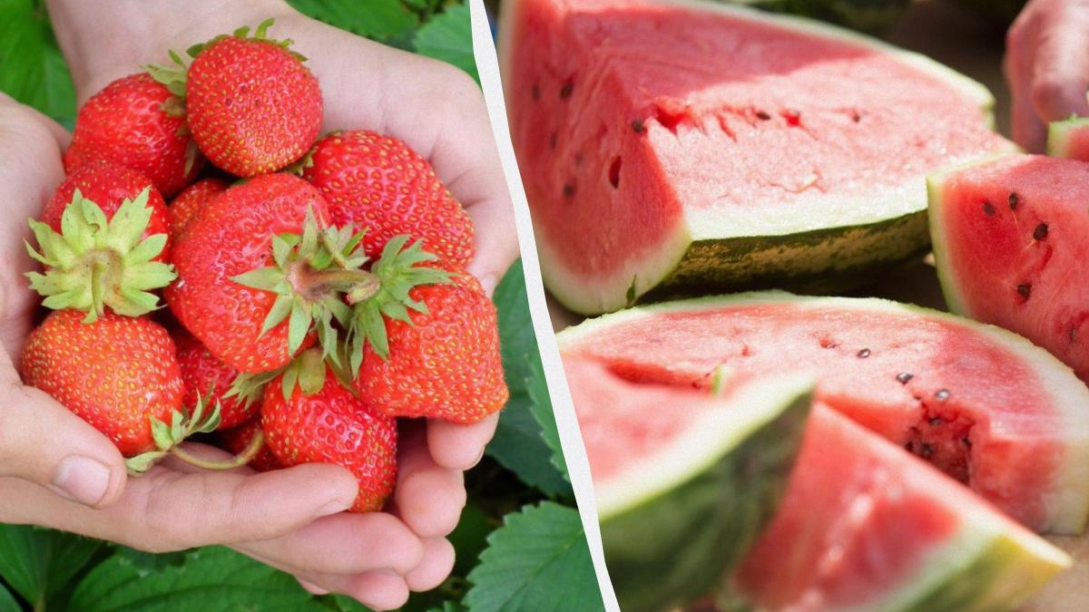Hands cupping ripe strawberries on the left, with watermelon slices on the right split by a diagonal divider.