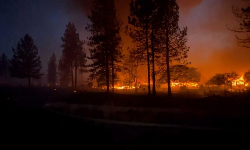 Forest on fire at night with tall silhouettes of trees and an orange glow from flames spreading across the ground and through the brush.