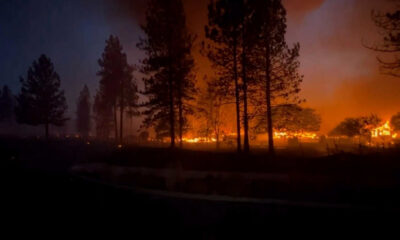 Forest on fire at night with tall silhouettes of trees and an orange glow from flames spreading across the ground and through the brush.