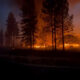 Forest on fire at night with tall silhouettes of trees and an orange glow from flames spreading across the ground and through the brush.