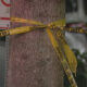 Tree bound with yellow caution tape forming a knot, signaling a restricted area outdoors