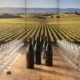 Wine bottles centered on a wooden table with rows of wine glasses for a tasting setup, vineyard mural in the background.