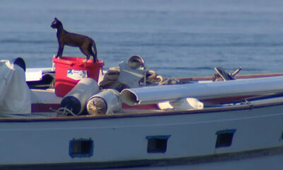 A small dog figurine stands on a red bucket on a boat, with ropes and metal equipment scattered around and calm water in the background nearby.