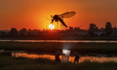 В Benton County выявили первый местный случай West Nile virus в Вашингтоне в 2026 году