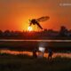В Benton County выявили первый местный случай West Nile virus в Вашингтоне в 2026 году