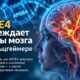 APOE4 связали с рубцеванием сосудов мозга и нарушением клеточной «уборки»