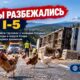 Грузовик с живыми курами перевернулся на I-5 в Clark County и перекрыл съезды