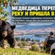 Чёрную медведицу из Clarkston усыпили и перевезли в Blue Mountains